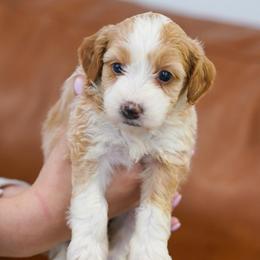 Sugar - Red female Bernedoodle puppy in Dundee, Ohio from Down Home Doodle