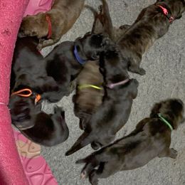 Male 2 - Black male Perro de Presa Canario puppy in Pocahontas, Illinois from Cabeza Grande Kennel