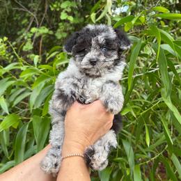 Patches - Merle female Sheepadoodle puppy in Fort Myers, Florida from Daisy Doodles LLC