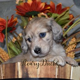Dachshund Puppies from FleuryDachs