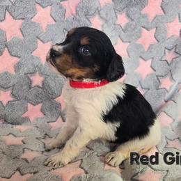Red Girl - Blue belton and tan (tri-color) female English Setter puppy in Potosi, Wisconsin from Point and Flush Gun Dogs