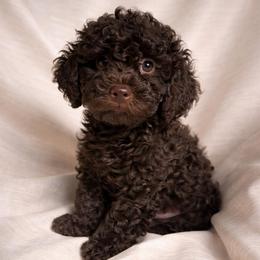 Junior - Chocolate male Goldendoodle puppy in Reno, Nevada from Darling Doodles