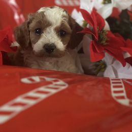 Girl 1 - female Goldendoodle puppy in Waynesboro, Virginia from Forest Creek Kennel