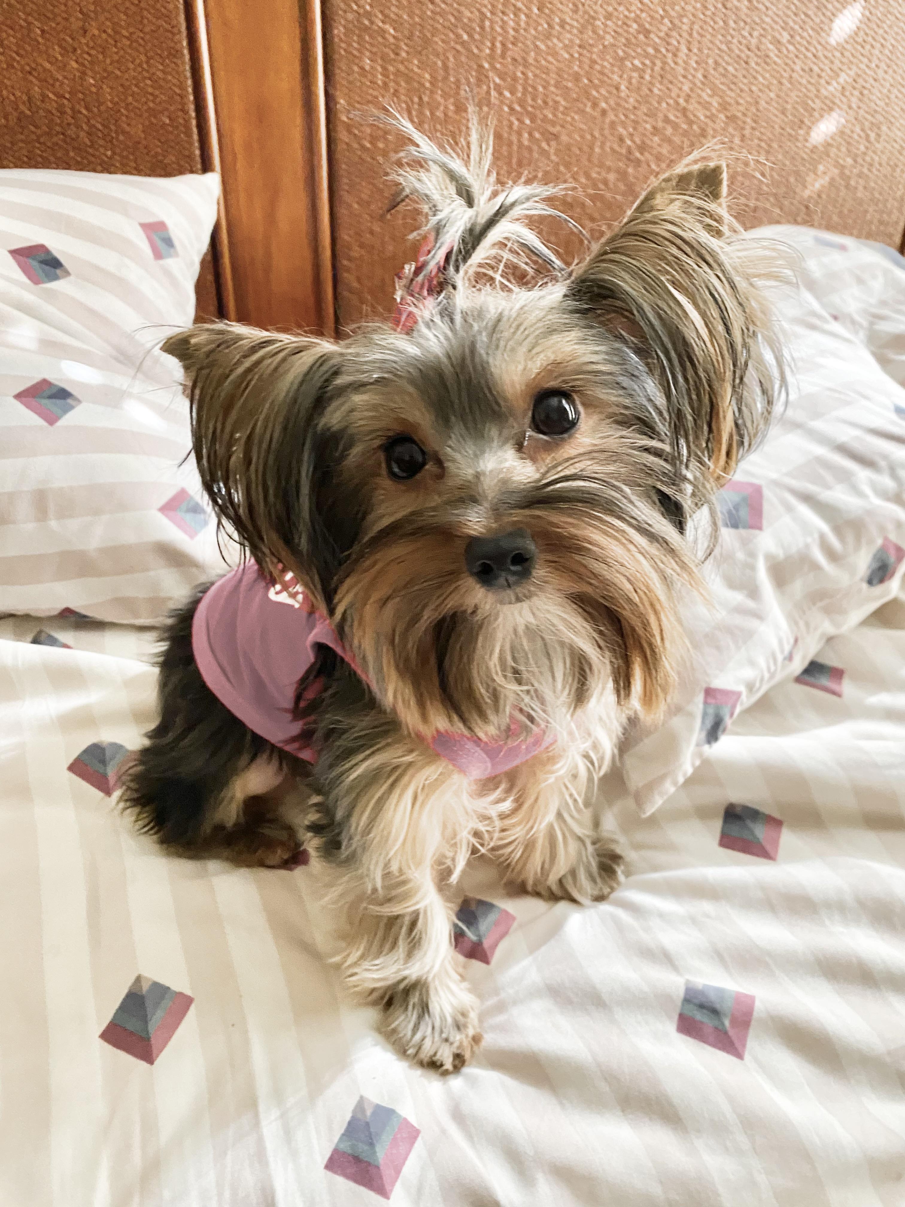 Nice Terriers Cocktail Puppies in Georgia | Maltese, Maltipoo, Morkie or Yorkshire ...