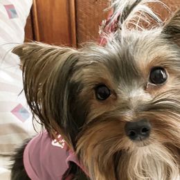 Yorkshire Terriers from Cocktail Puppies