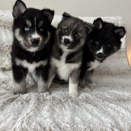 Siberian Husky Puppies from FamilyFur