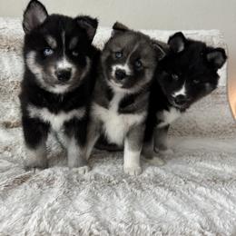 Siberian Husky Puppies from FamilyFur