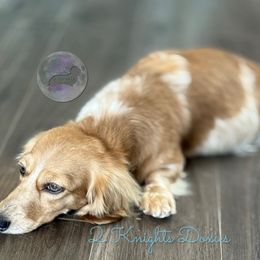 Julie - Dachshund