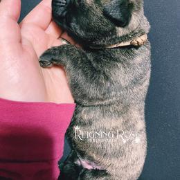 Bullmastiff Puppies from Reigning Rose Bullmastiffs