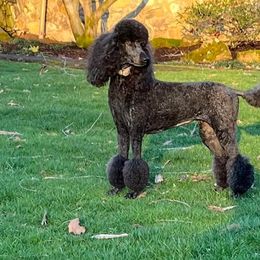 Poodles from Westborough Standard Poodles