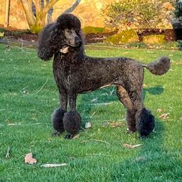 Poodles from Westborough Standard Poodles