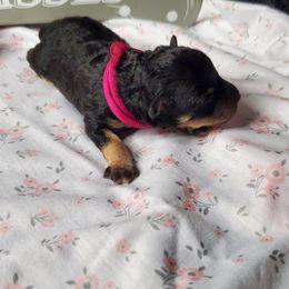 Girl 1 - Black and tan Schnoodle puppy in Leitchfield, Kentucky from Eveleigh Acres Puppies