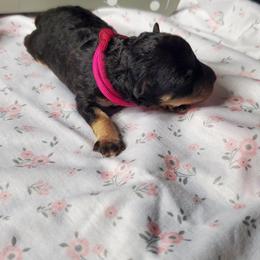 Girl 1 - Black and tan Schnoodle puppy in Leitchfield, Kentucky from Eveleigh Acres Puppies