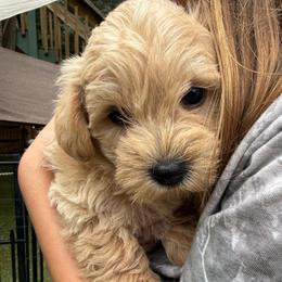 Blossom-Girl 1 - Cream female Assorted Doodle Crosses puppy in River Falls, Wisconsin from Dottie's Doodles