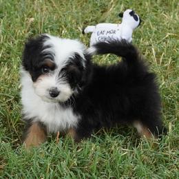 Reese BTM most white - Black tri-color male Aussiedoodle puppy in Lawton, Oklahoma from Lindsey’s Aussies