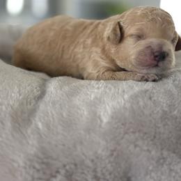 Buttercup - Cream female Goldendoodle puppy in Brooksville, Florida from Abby’s Standard Goldendoodles
