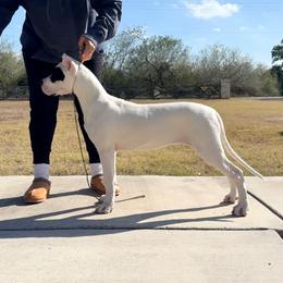 Yellow - White female Dogo Argentino puppy in Bayview, Texas from Casa de la Bahia