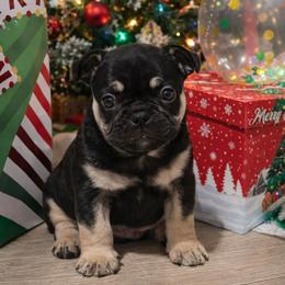 Blue n Tan Boy - Black and tan male French Bulldog puppy in Euless, Texas from Moki&Mello