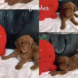 Ginger Pop - Red  female Poodle puppy in Saint Cloud, Florida from Doodle & Poodle Valley