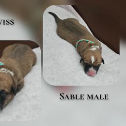 Swiss - Sable male Pembroke Welsh Corgi puppy in Charleroi, Pennsylvania from Twilight Hollow Corgis