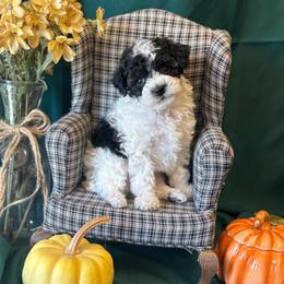 Brando - Black male Poodle puppy in Caldwell, Idaho from Leila Pearson