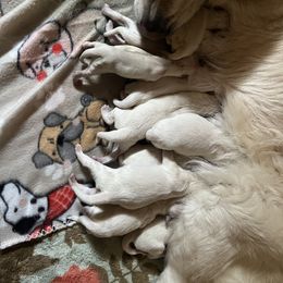Golden Retriever Puppies from Home Sweet Home English Goldens