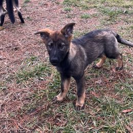 German Shepherd Puppies from Grassroots German Shepherds