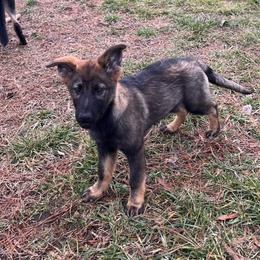 German Shepherd Puppies from Grassroots German Shepherds