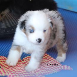 Melanie - Blue merle female Miniature American Shepherd puppy in Mineola, Texas from Southern Star Miniature American Shepherds