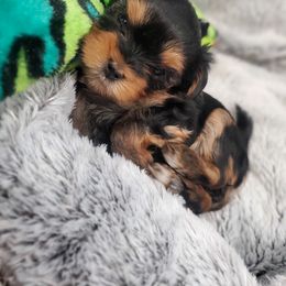 Yorkshire Terrier Puppies from Yorkie Puppies Redwood Ranch Chicago