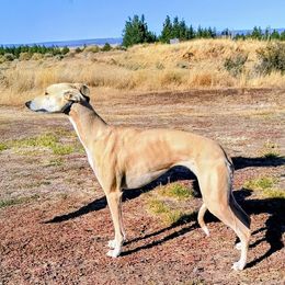 Whippet puppies from Amulet Charm