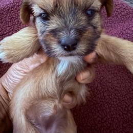 Girl 4 - Black gold and white female Shorkie puppy in Florida from Shih tzus and Shorkies Galore