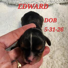 AKC EDWARD - Black and tan male Cavalier King Charles Spaniel puppy in Joplin, Missouri, Missouri from HOL-A-DA CAVALIERS