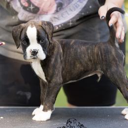 Blue - Brindle male Boxer puppy in Catlett, Virginia from Honey and Coal Kennels