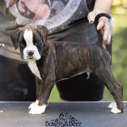 Blue - Brindle male Boxer puppy in Catlett, Virginia from Honey and Coal Kennels