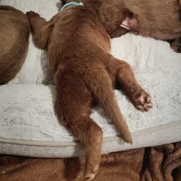 Chesapeake Bay Retriever Puppies from Shore Acres Chesapeakes