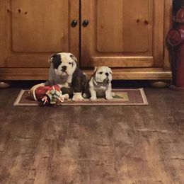 Bulldog and French Bulldog Puppies from Crystals Bulldog Bungalow