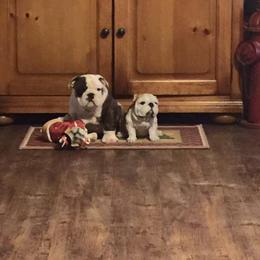 Bulldog and French Bulldog Puppies from Crystals Bulldog Bungalow