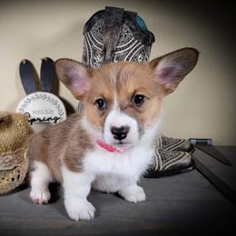 German Shepherd and Pembroke Welsh Corgi Puppies from J&R Shepherds & Corgis