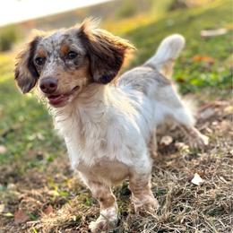 Wreni - Dachshund