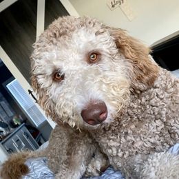 Jack - Goldendoodle