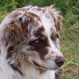 Mozzy Maserati - Australian Shepherd