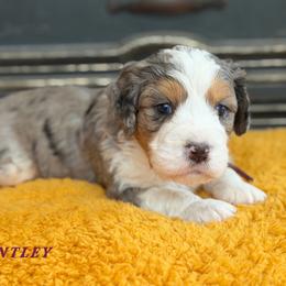 Bentley - Blue merle male Bernedoodle puppy in Henry, Illinois from Rowe Farms Doodles