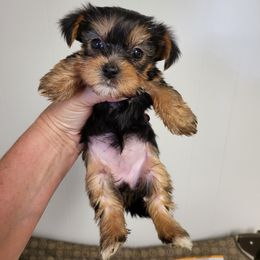 Yorkshire Terrier Puppies from Glitter And Glitz Yorkies