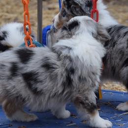 Australian Shepherd puppies from RockyTop Hearts