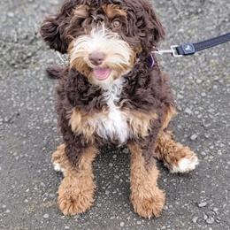Bernedoodle Puppies from Sweet Pea Bernedoodles