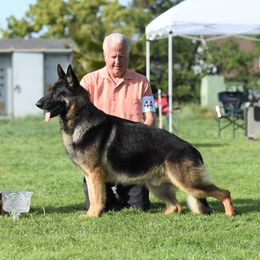 Zeke - German Shepherd