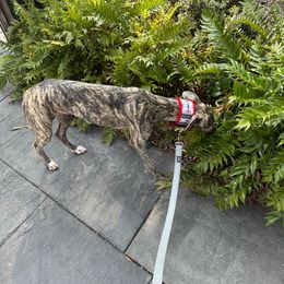 Poodle and Whippet All Grown Up from Charleston Reds Standard Poodles and Whippets
