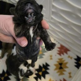 Girl 1 - Brindle female Pug puppy in Auburn, Kentucky from Prentice Family Pugs, Bugs & Corgis