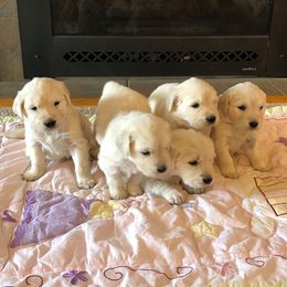 Golden Retriever Puppies from Montana Puppies